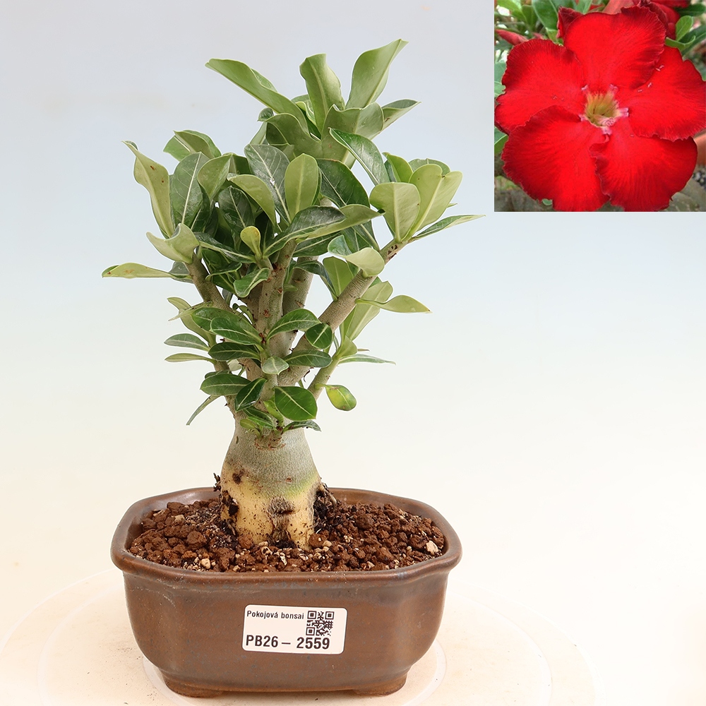 Zimmerbonsai – Adenium obesum „Red Star“ – Wüstenrose