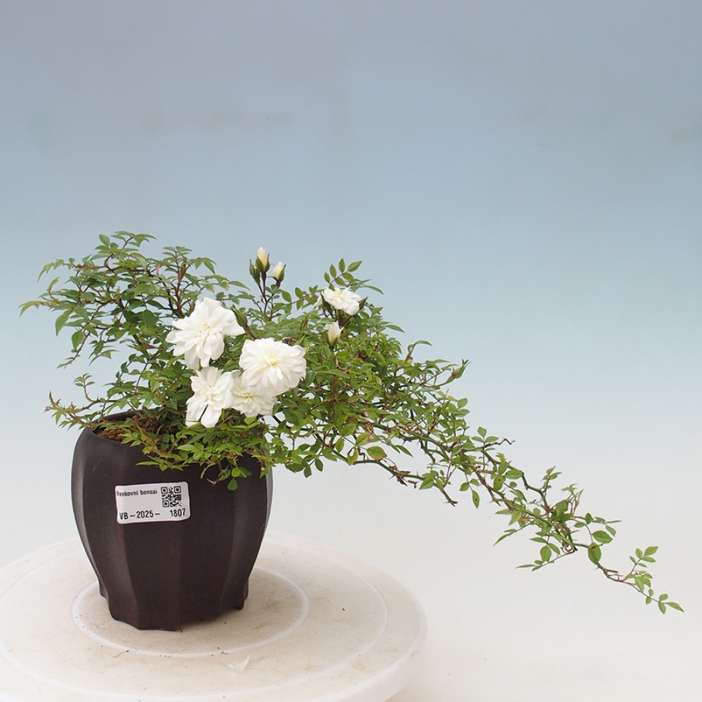 Freilandbonsai - Rosa Sea Foam -  Rose
