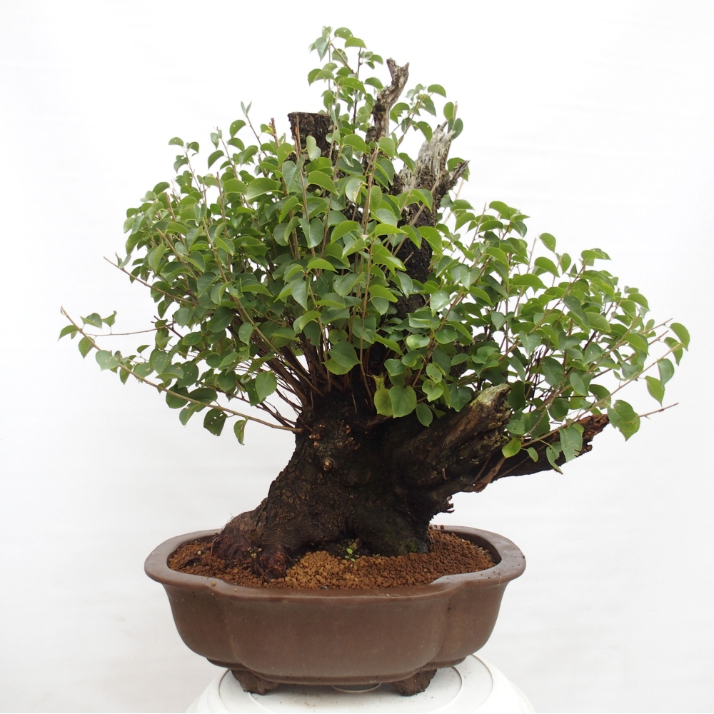 Bonsai im Freien - Mahalebka - Prunus mahaleb