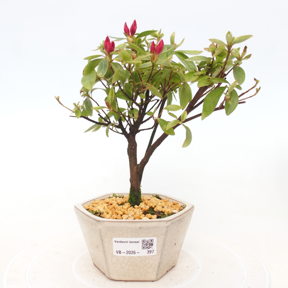 Bonsai für draußen - Japanische Azalee - Azalea sp.