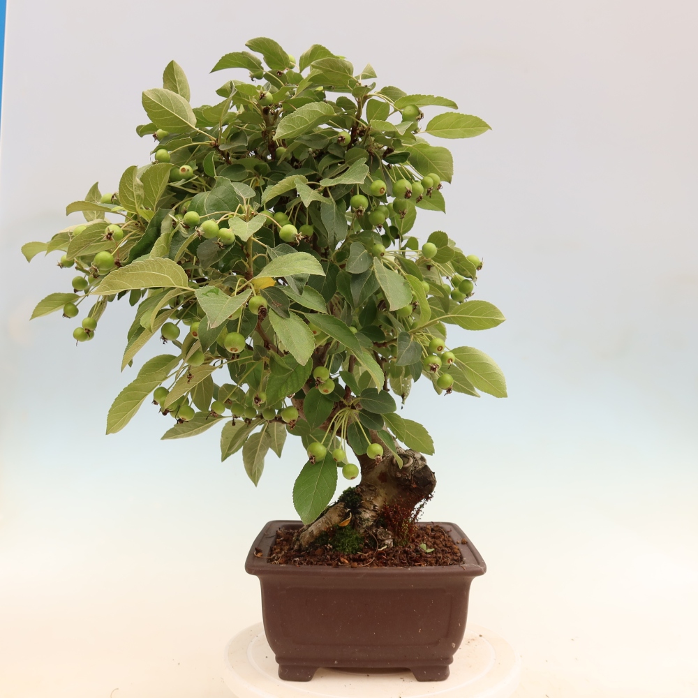 Outdoor-Bonsai -Malus halliana - Kleinfrüchtiger Apfelbaum