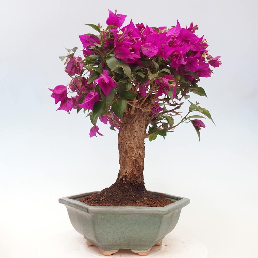 Indoor Bonsai - Bouganwilea