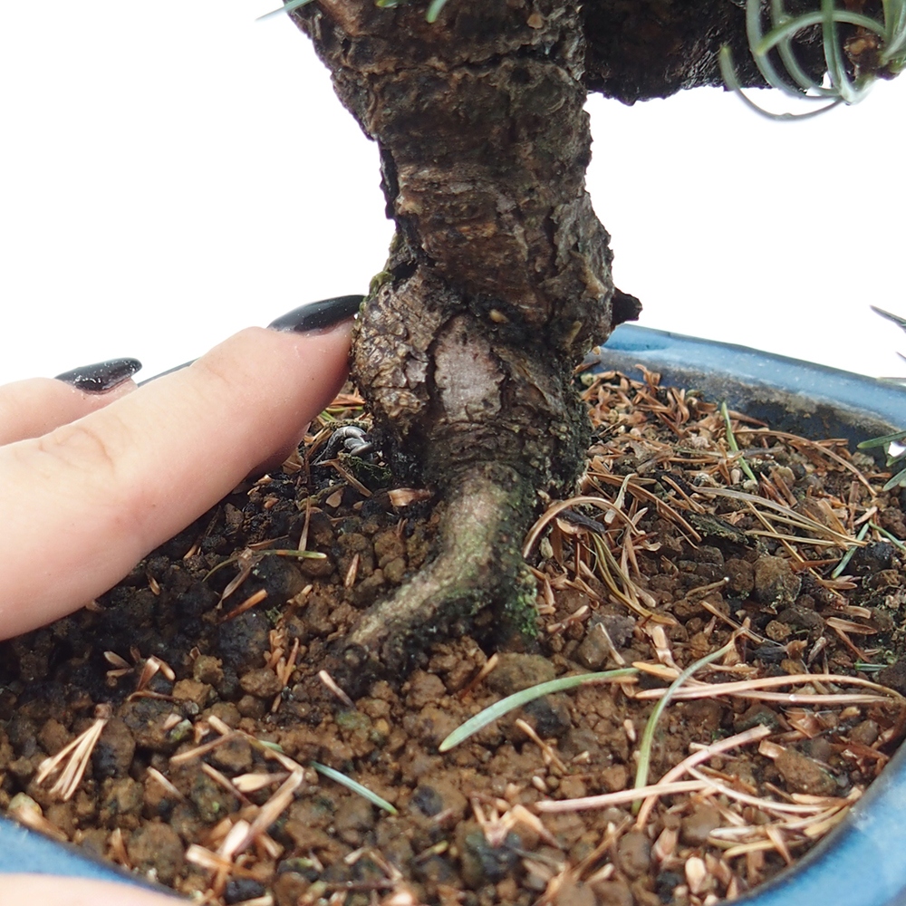 Bonsai im Freien - Pinus parviflora - kleine Kiefer