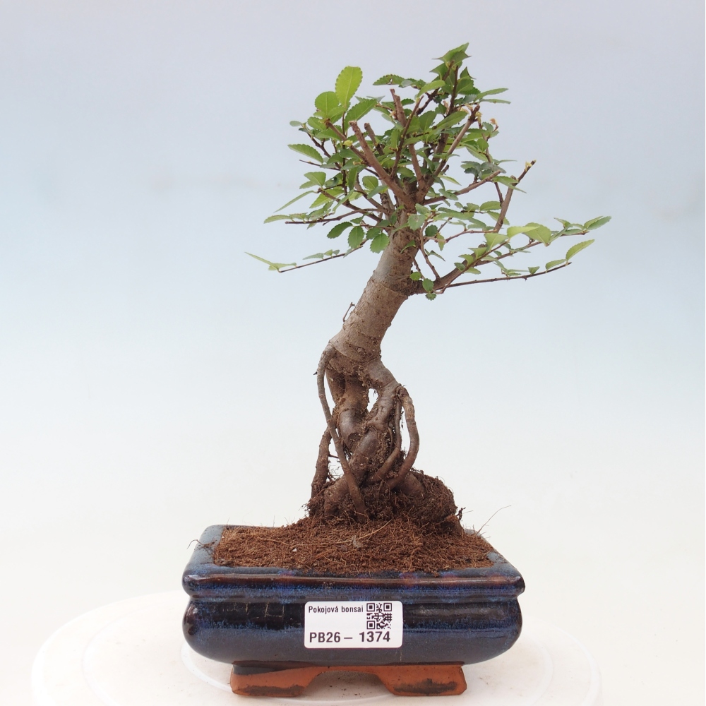 Zimmerbonsai - Ulmus parvifolia - Kleinblättrige Ulme