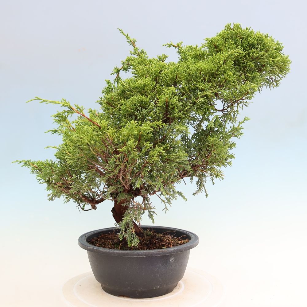 Bonsai für draußen - Juniperus chinensis Itoigawa-Juniperus chinensis
