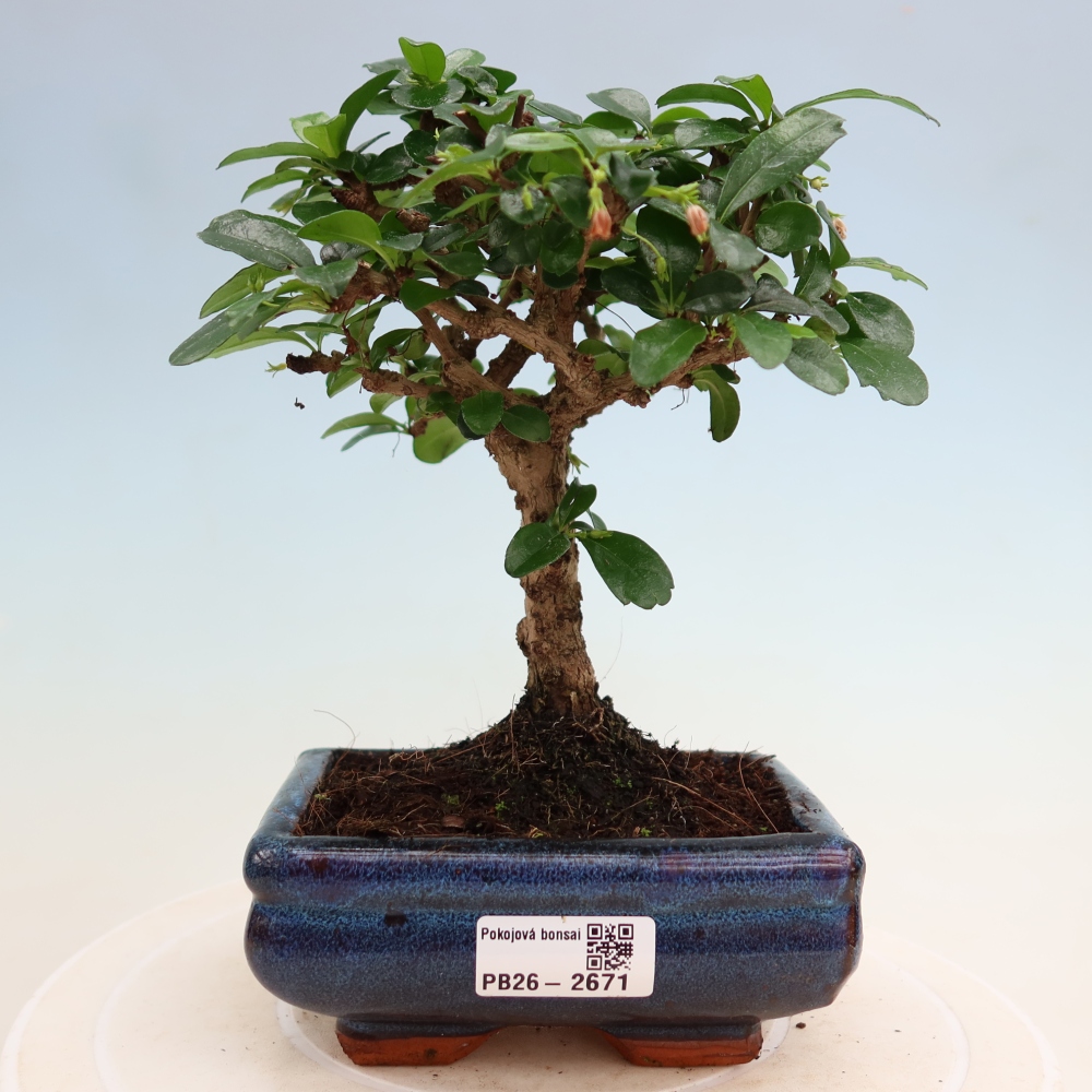 Zimmer-Bonsai - Carmona macrophylla - Tee-Fuki