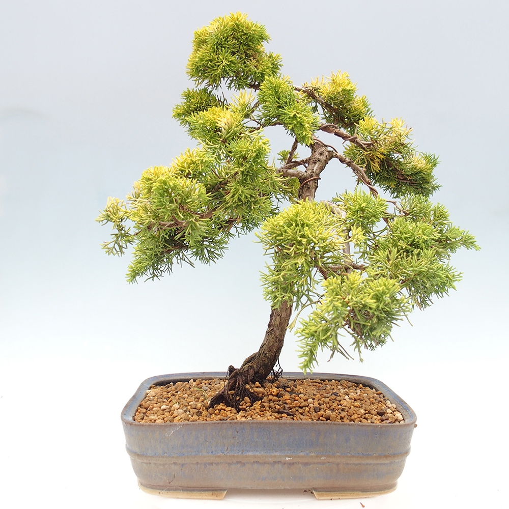 Bonsai im Freien - Juniperus chinensis plumosa aurea - Chinesischer Goldwacholder
