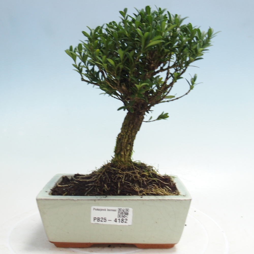Zimmer Bonsai - Buxus harlandii - Korkbuxus