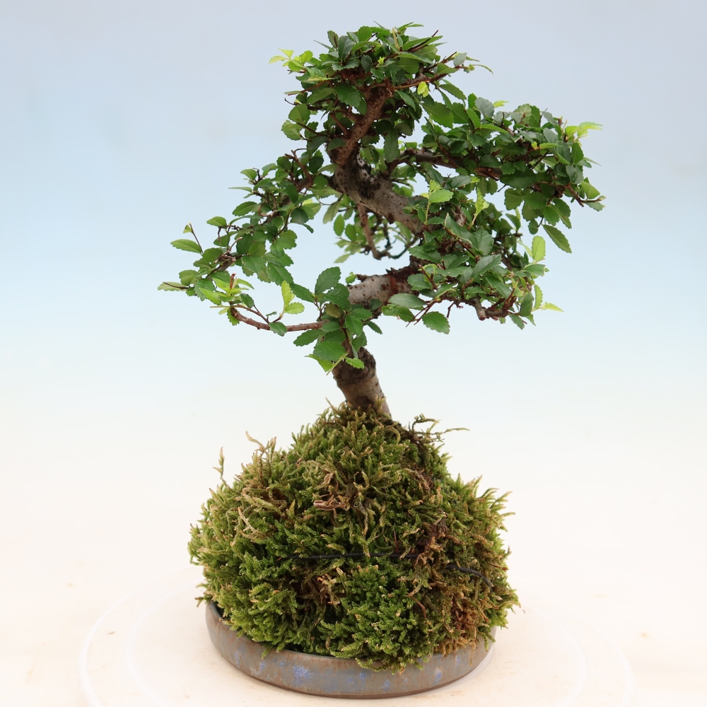 Kokedama mit Untersetzer – Ulmus parvifolia – Kleinblättrige Ulme
