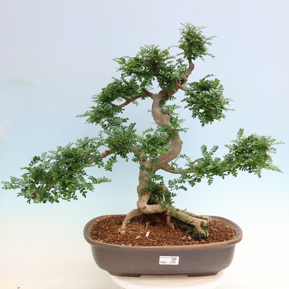 Zimmer Bonsai - Zantoxylum piperitum - Pfefferbaum