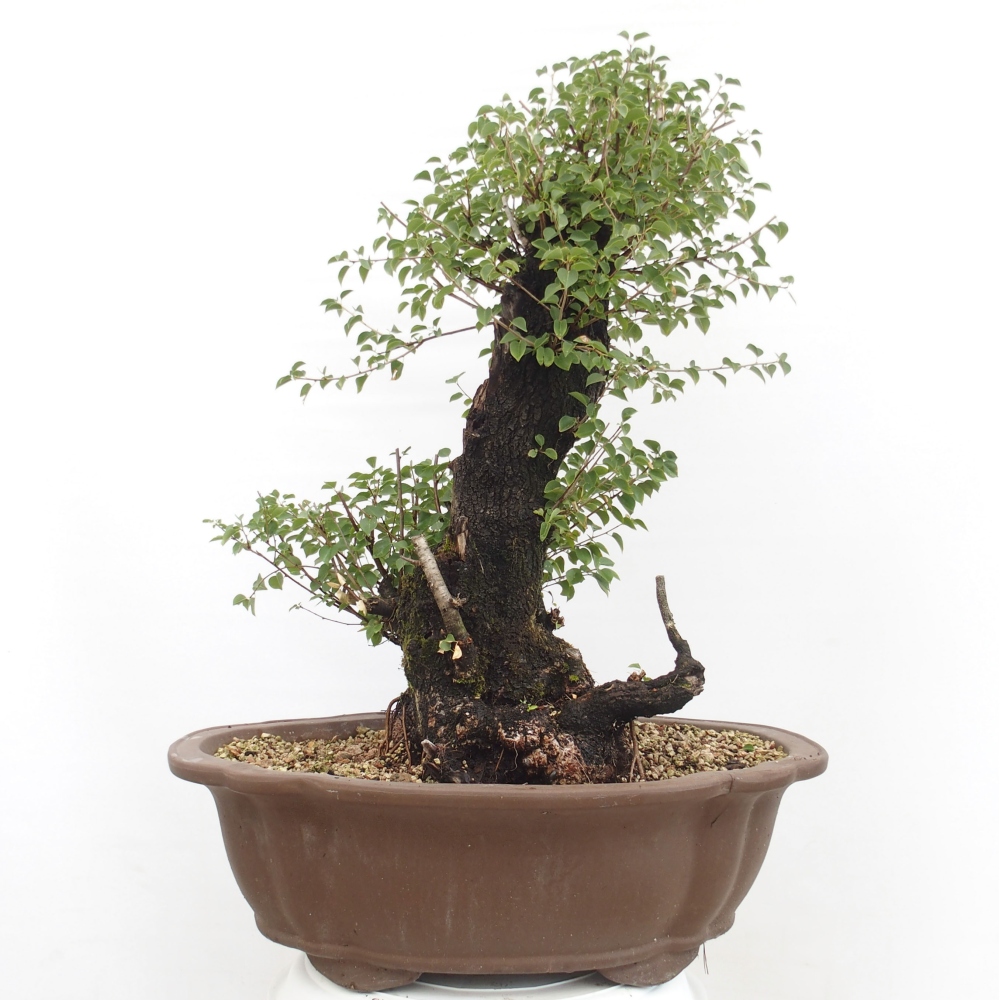 Bonsai im Freien - Mahalebka - Prunus mahaleb