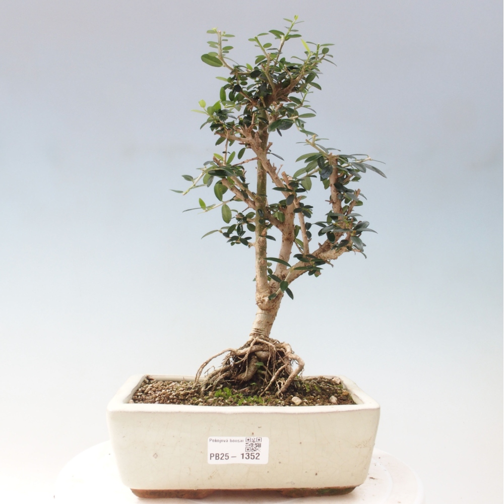 Indoor-Bonsai - Olea europaea sylvestris - Europäisches kleinblättriges Olivenöl
