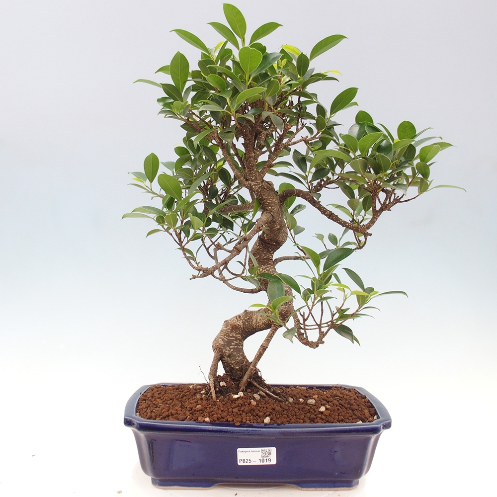 Zimmerbonsai - Ficus kimmen - kleinblättriger Ficus