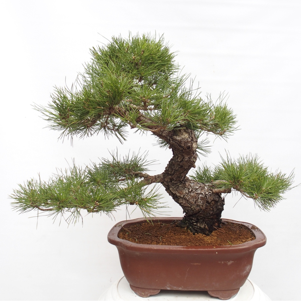 Outdoor-Bonsai - Pinus thunbergii - Thunbergkiefer
