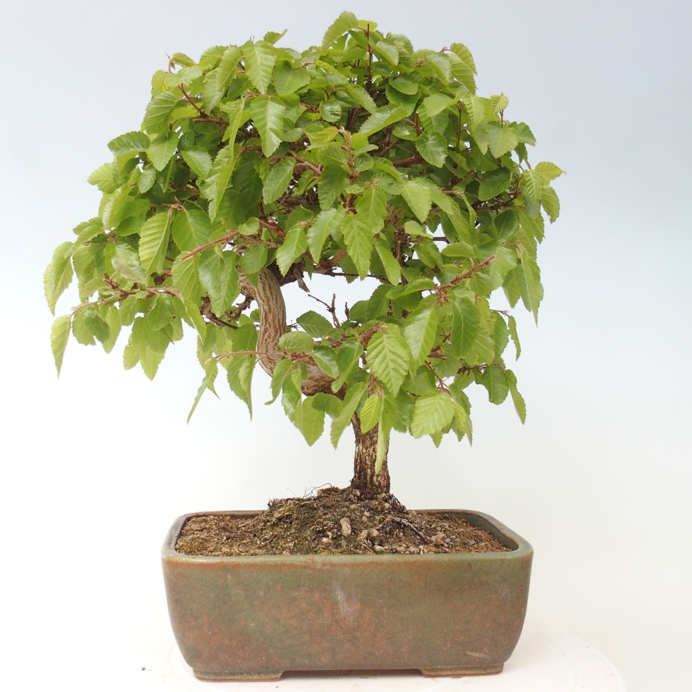 Bonsai für draußen -Carpinus CARPINOIDES - Koreanische Hainbuche