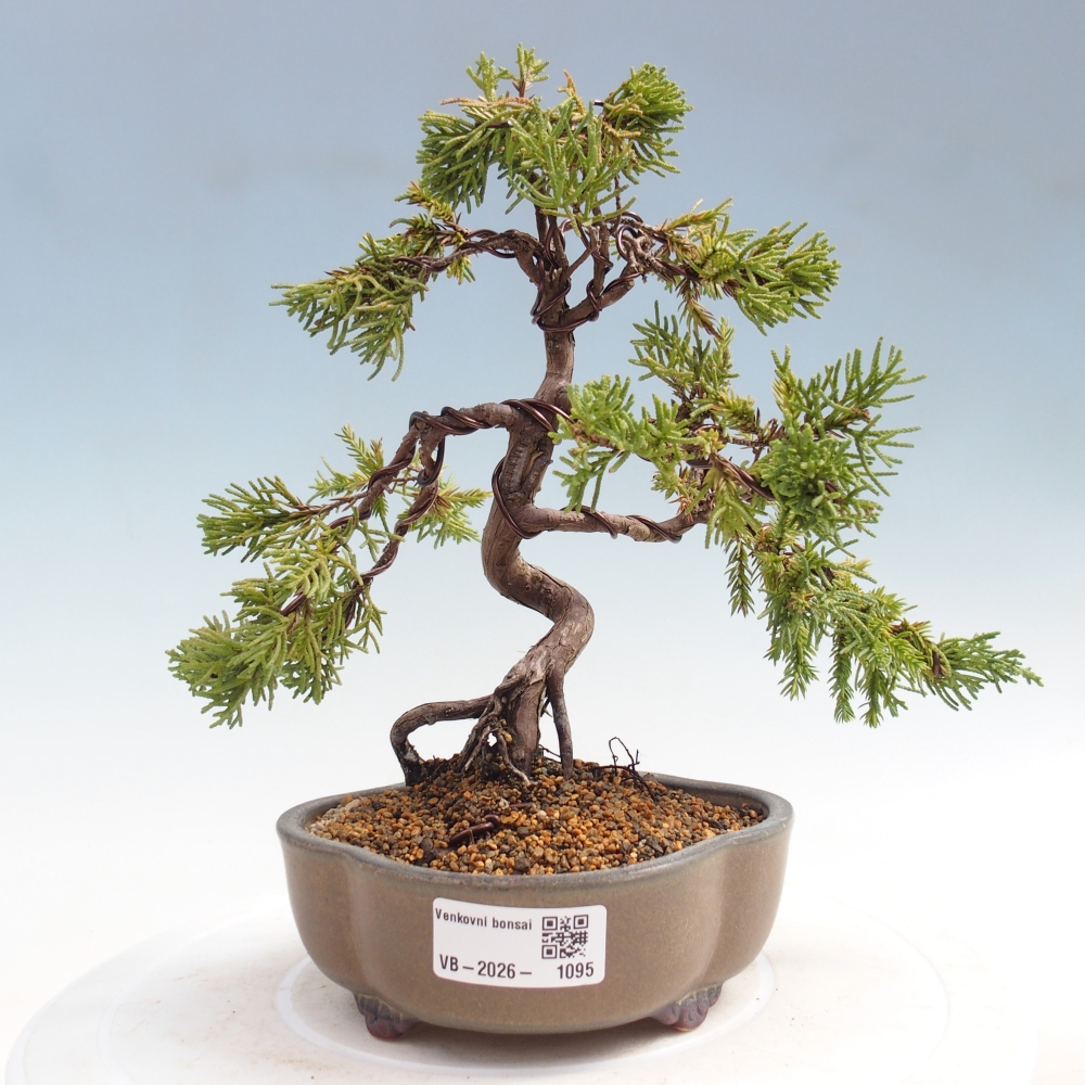 Bonsai für draußen - Juniperus chinensis Kishu