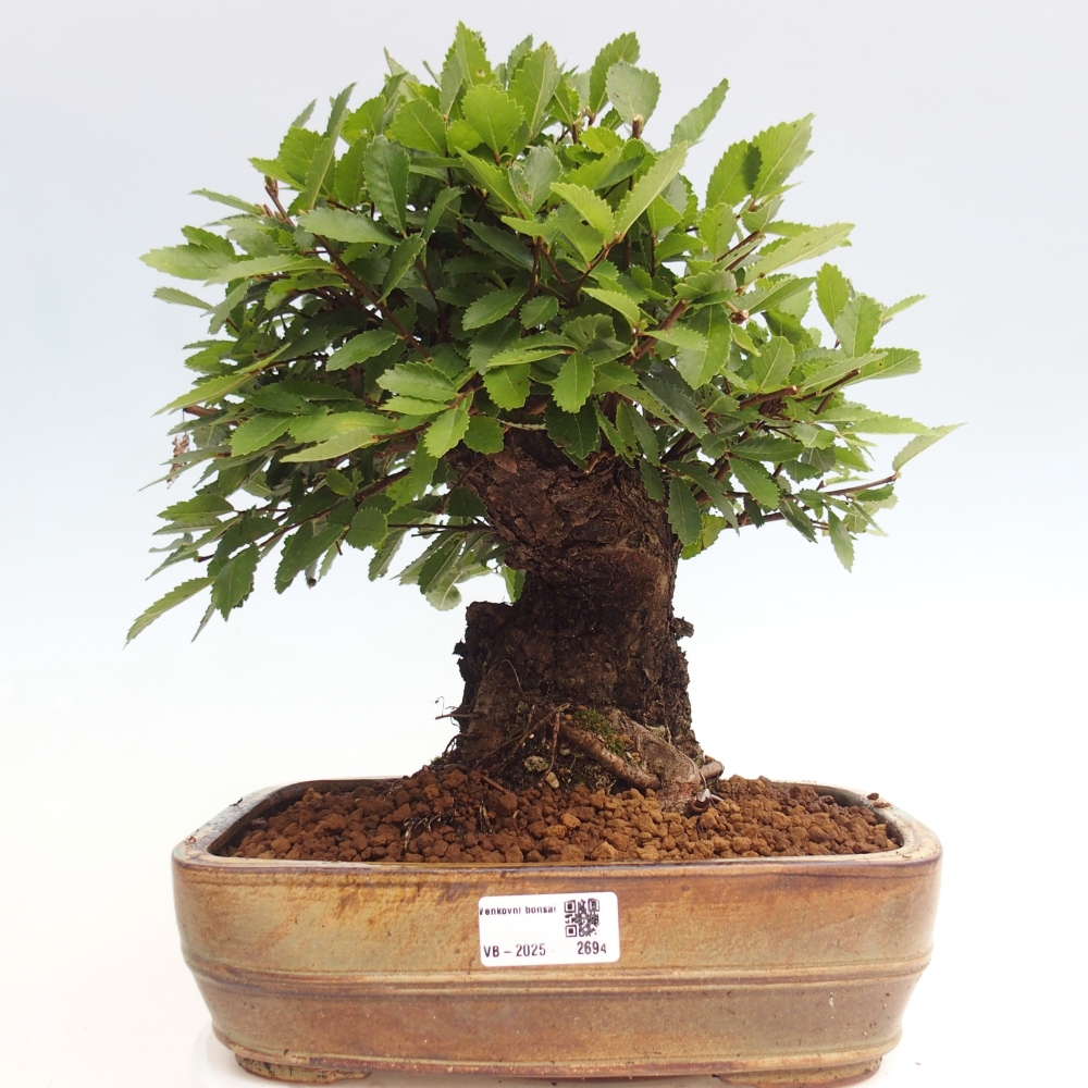 Bonsai im Freien - Zelkova - Zelkova NIRE