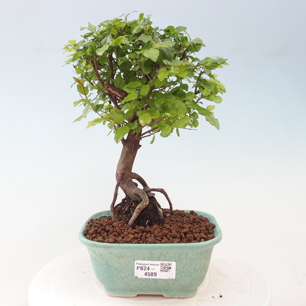 Zimmerbonsai - Sagerécie thea - Sagerécie thea
