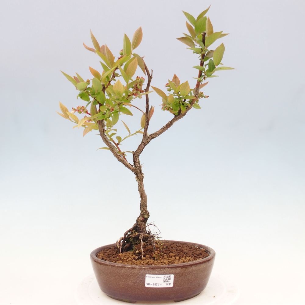 Outdoor-Bonsai - Kanadische Blaubeere - Vaccinium corymbosum