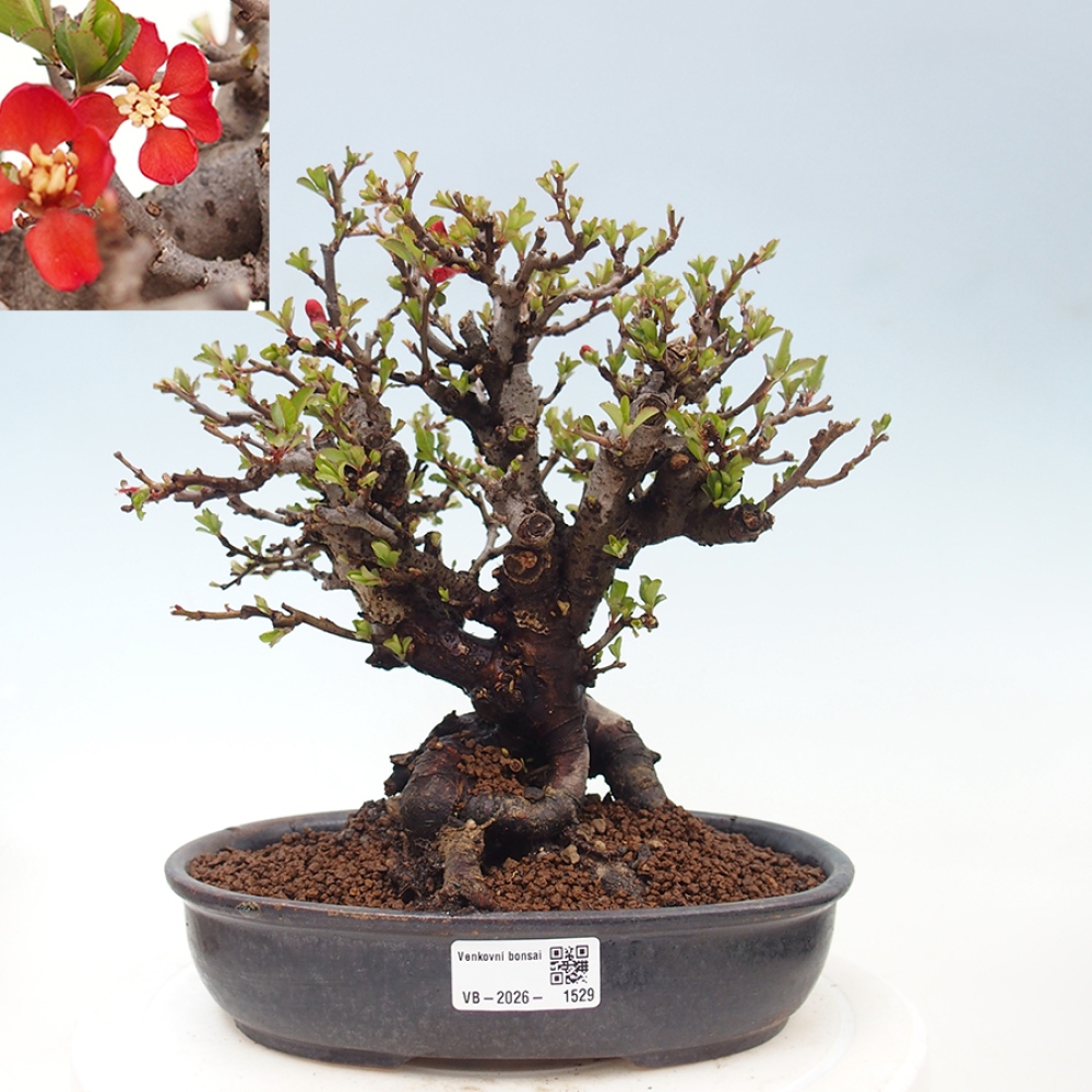 Bonsai für draußen - Chaneomeles speciosa - Quitte
