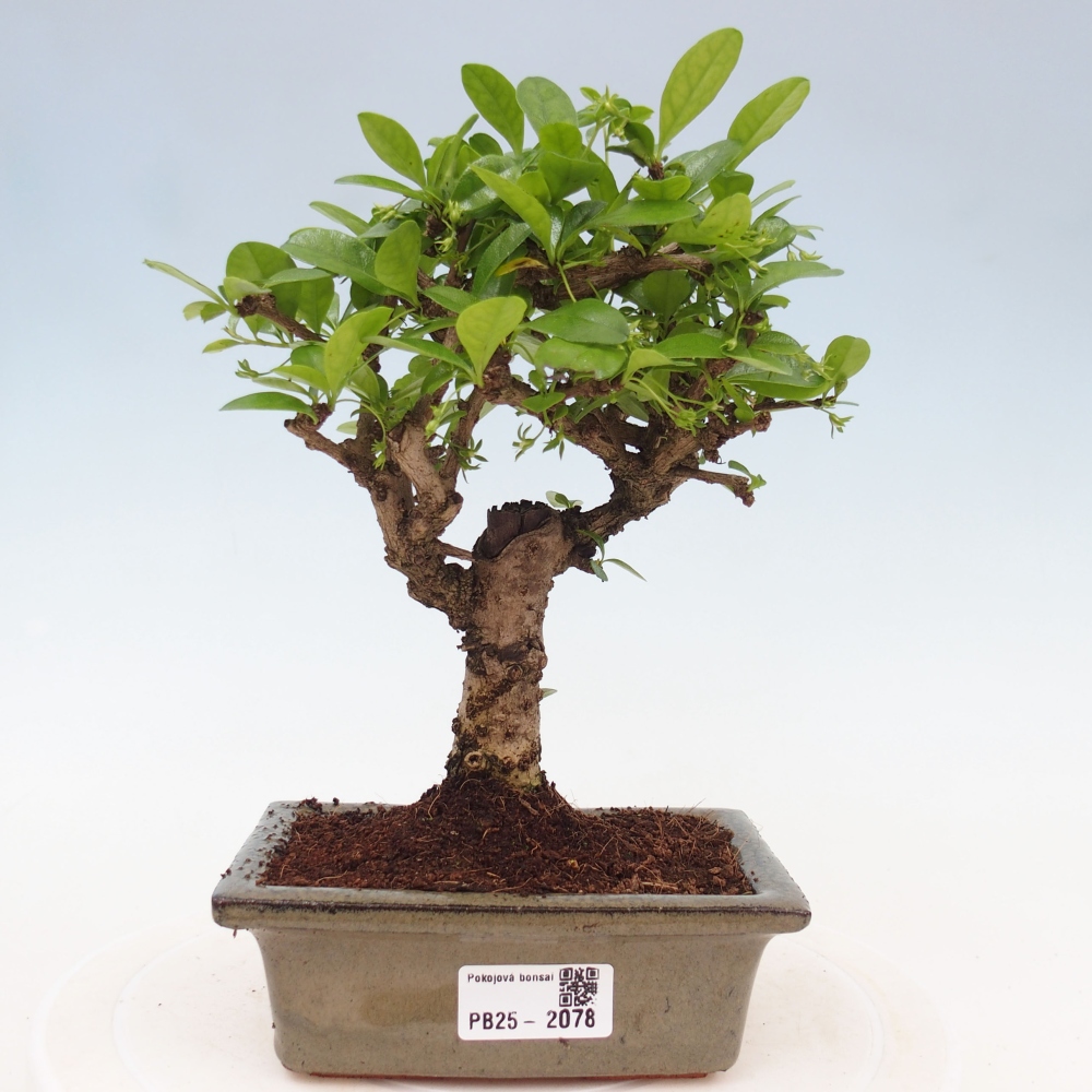 Zimmerbonsai - Carmona Macrophylla - Fuki-Tee