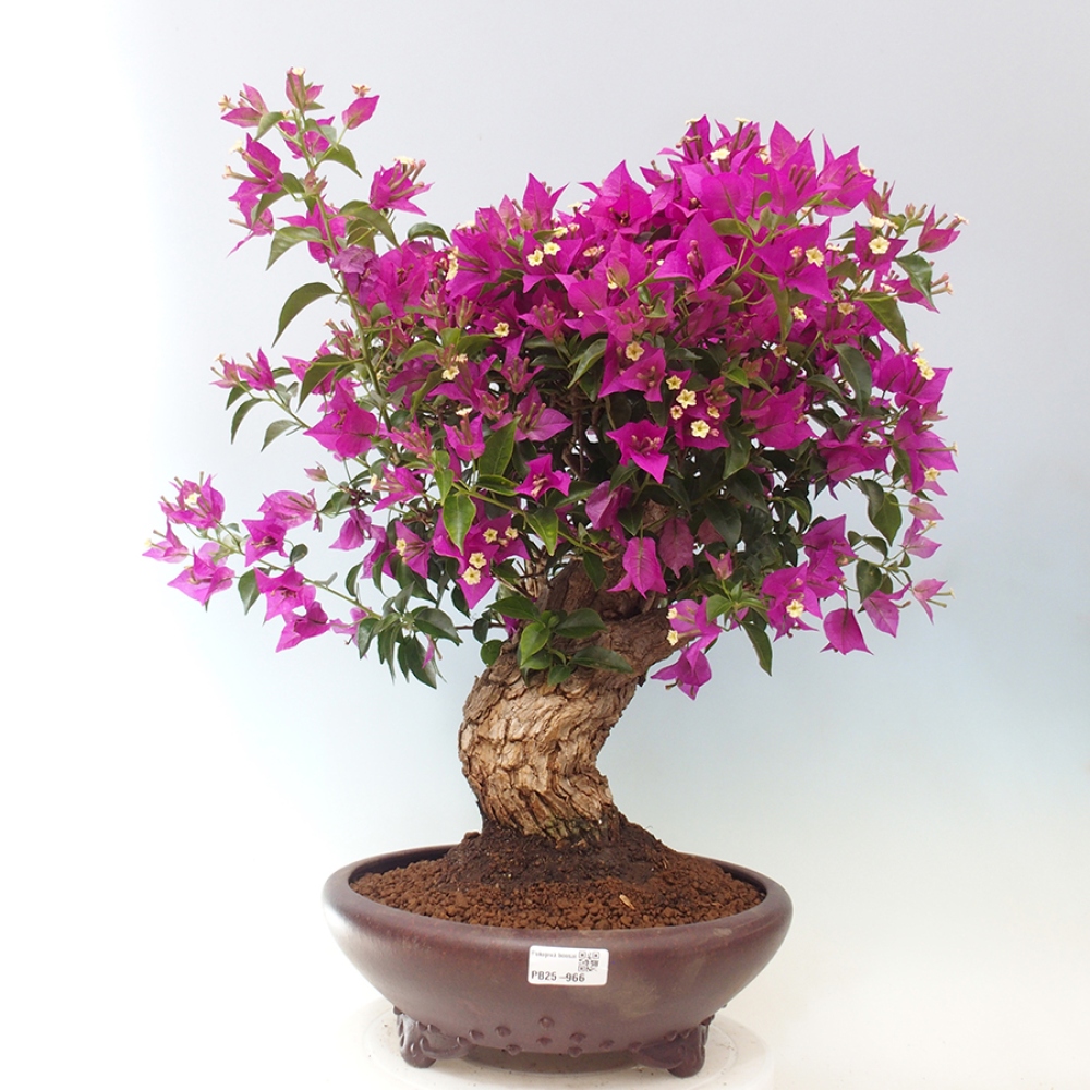 Indoor Bonsai - Bouganwilea