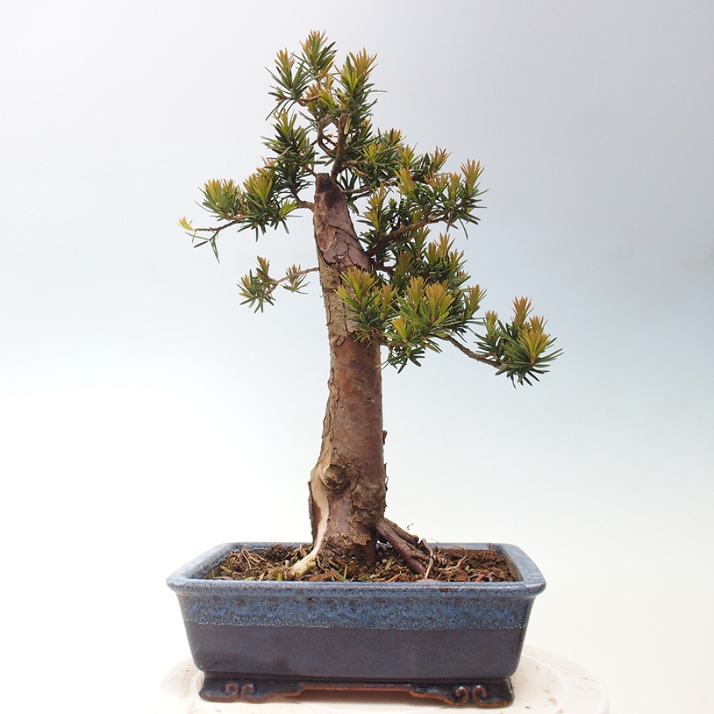 Bonsai im Freien - Taxus cuspidata - Japanische Eibe