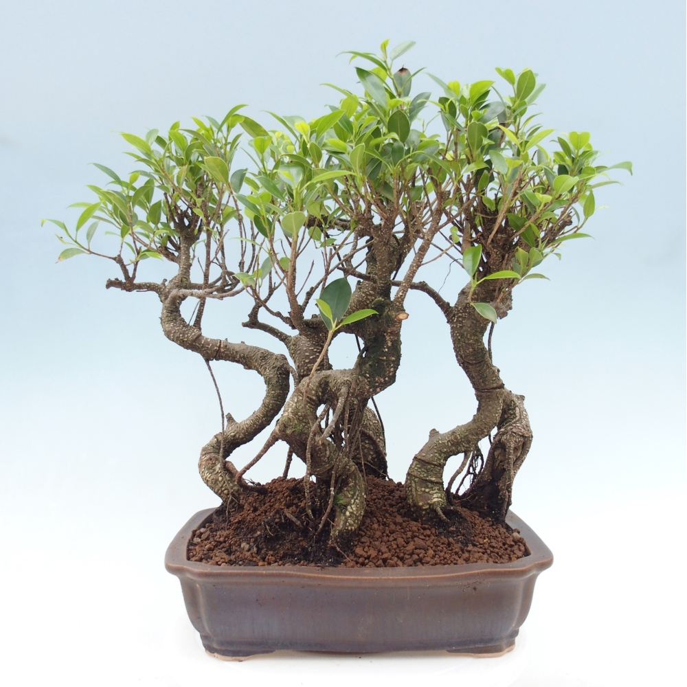 Zimmerbonsai - Ficus kimmen - Kleinblättriger Ficus