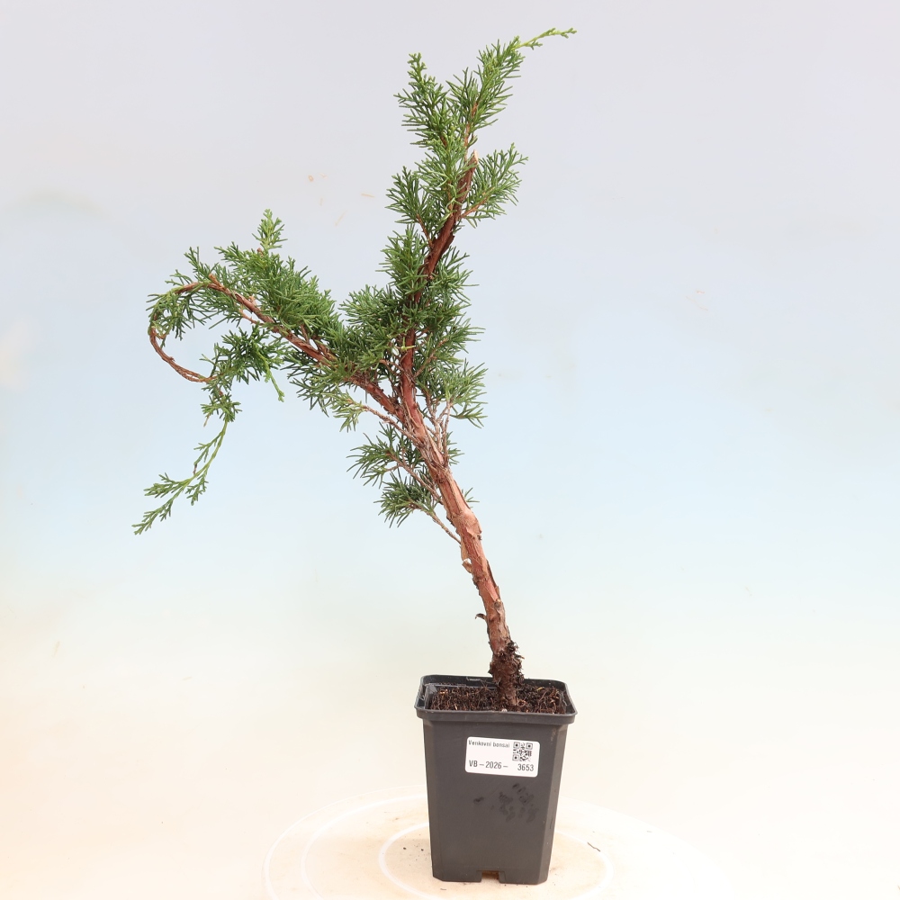 Bonsai für draußen - Juniperus chinensis Kishu