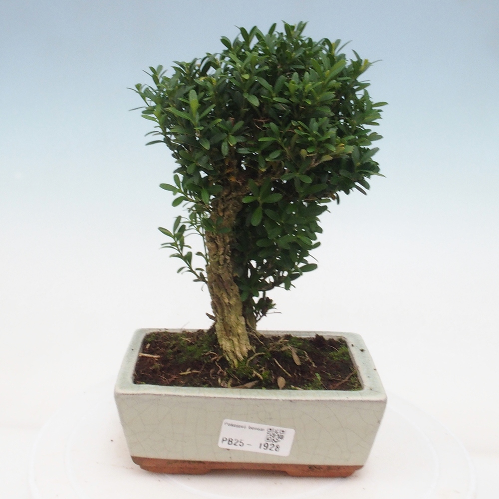 Innenbonsai - Buxus harlandii - Korkbuchsbaum