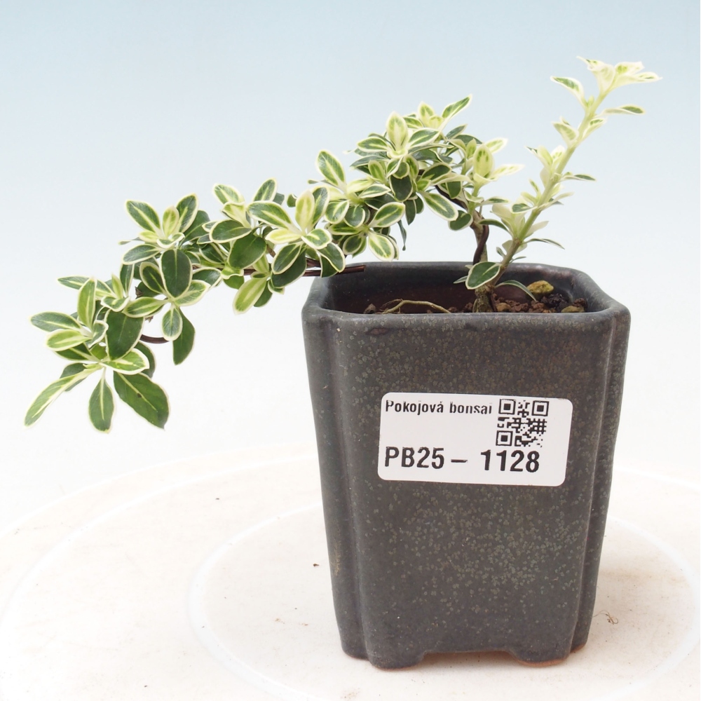 Zimmerbonsai - Serissa foetida Variegata - Baum der tausend Sterne
