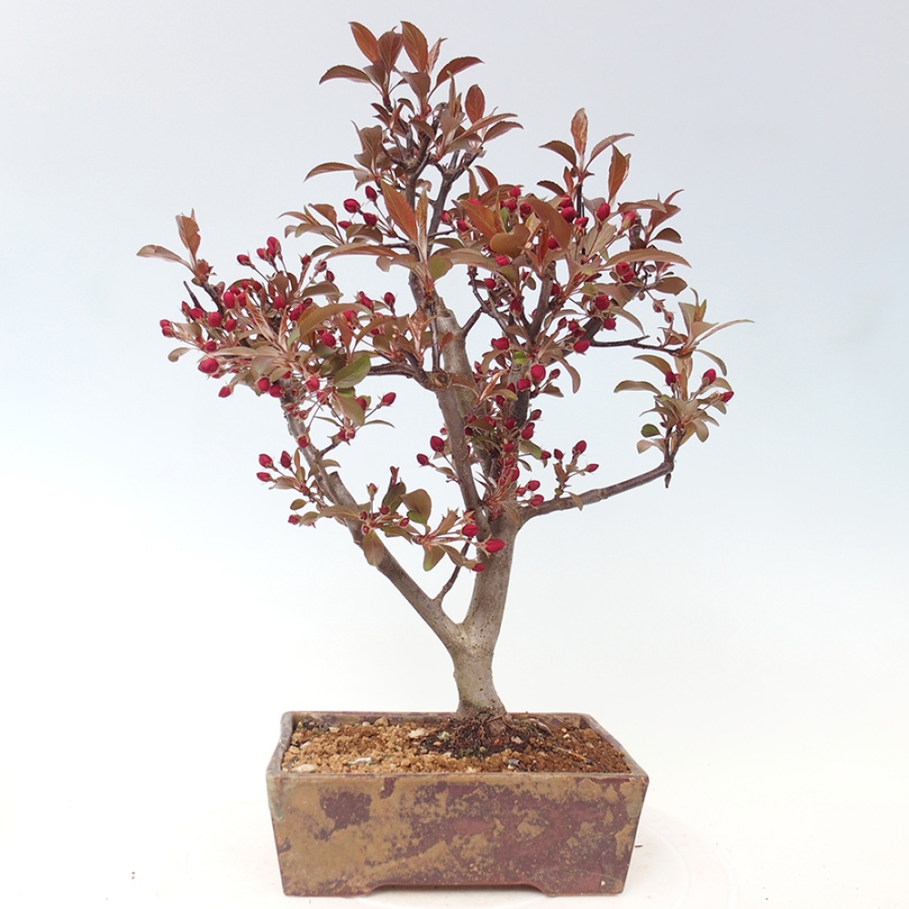 Outdoor-Bonsai -Malus domestica - Kleinfrüchtiger rotblättriger Apfelbaum