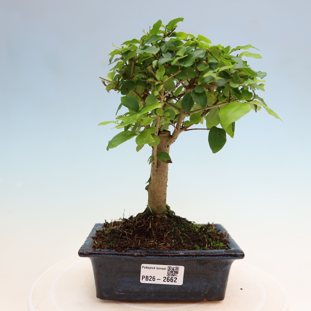 Zimmer Bonsai -Ligustrum chinensis - Vogelschnabel