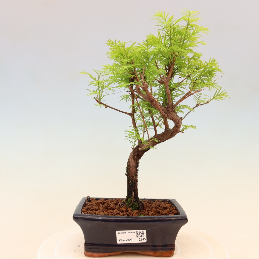 Bonsai für draußen - Metasequoia glyptostroboides - Chinesische Metasequoia