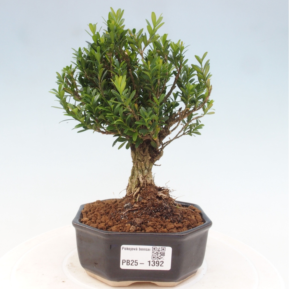 Zimmerbonsai - Buxus harlandii - Korkbuchsbaum