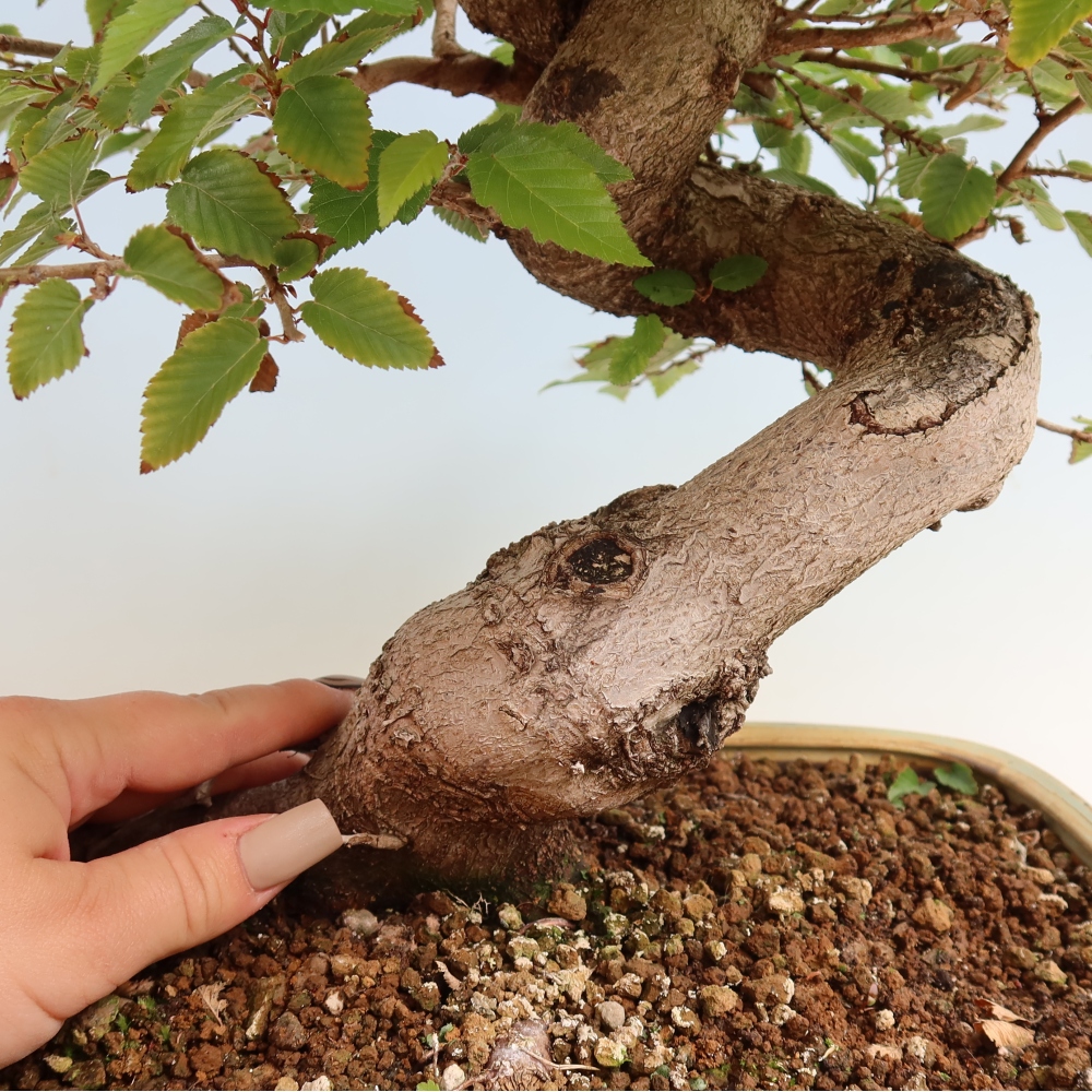 Bonsai für draußen -Carpinus CARPINOIDES - Koreanische Hainbuche