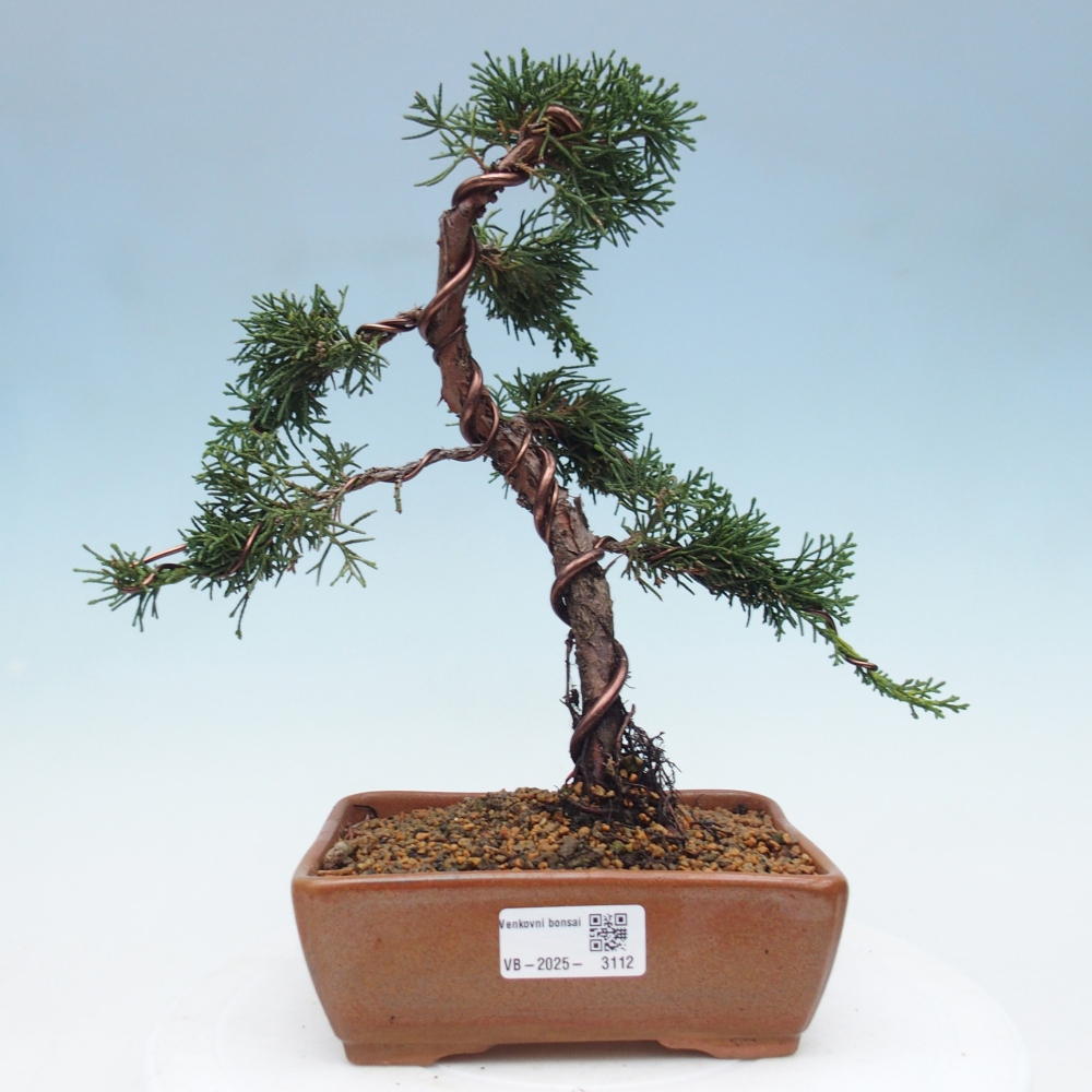 Bonsai im Freien - Juniperus chinensis Kishu - Chinesischer Wacholder