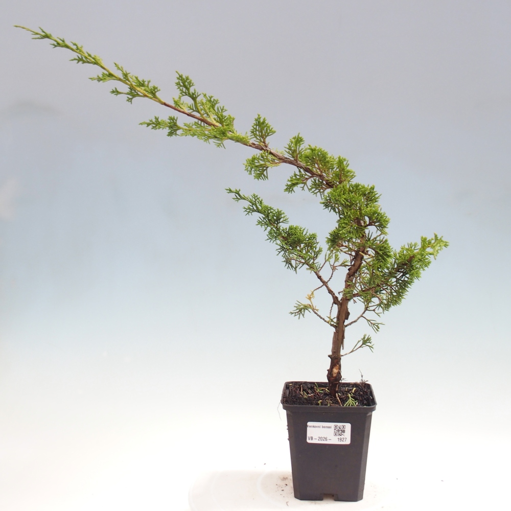 Bonsai für draußen - Juniperus chinensis Itoigawa