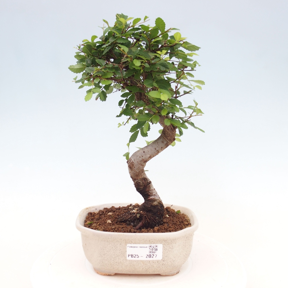 Zimmer Malolistý Ulme Bonsai