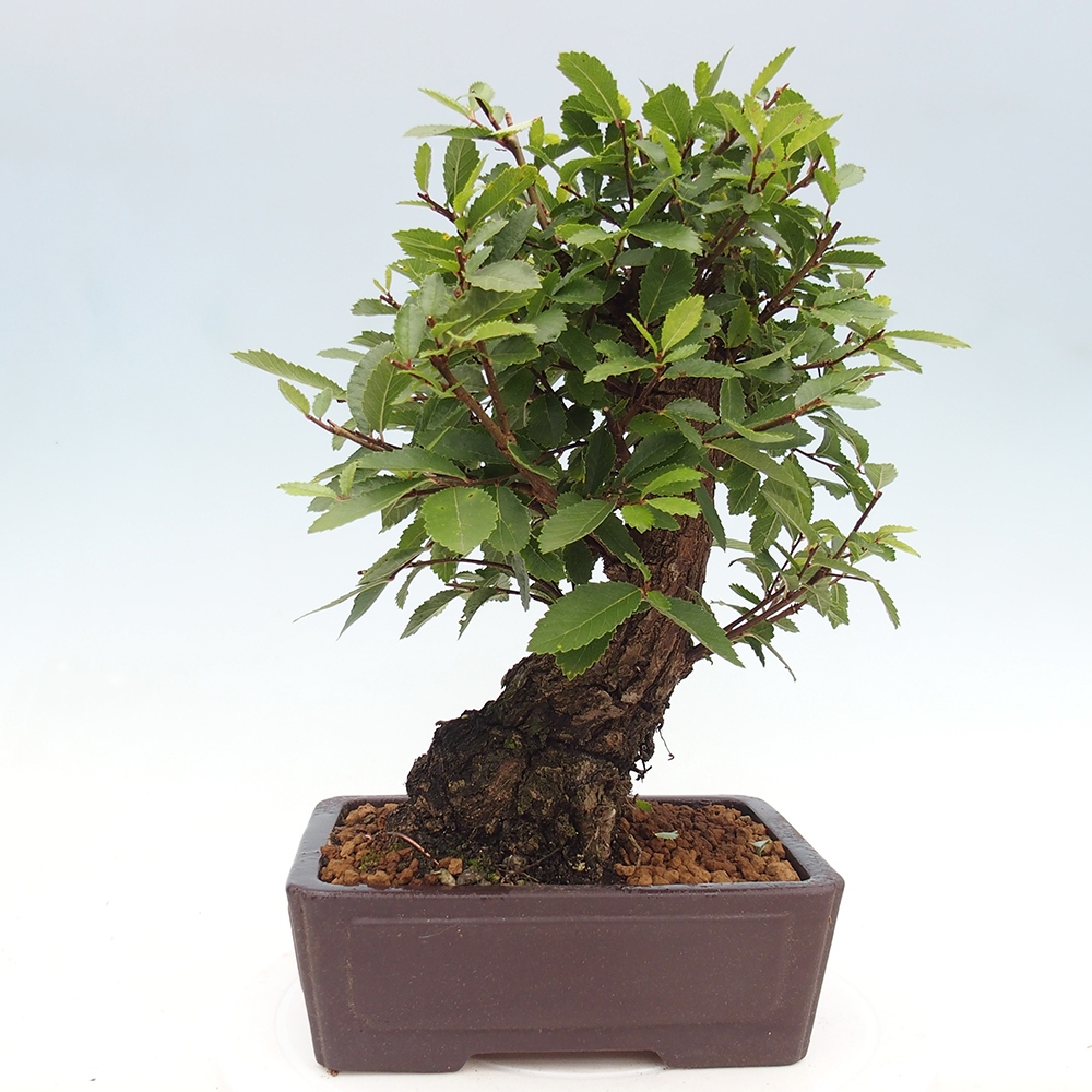 Bonsai im Freien - Zelkova - Zelkova NIRE