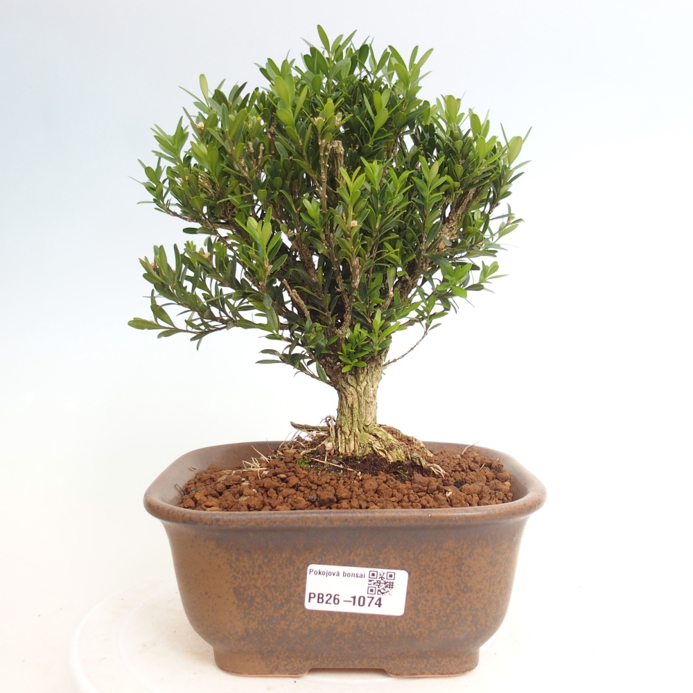 Zimmer Bonsai - Buxus harlandii - Korkbuxus