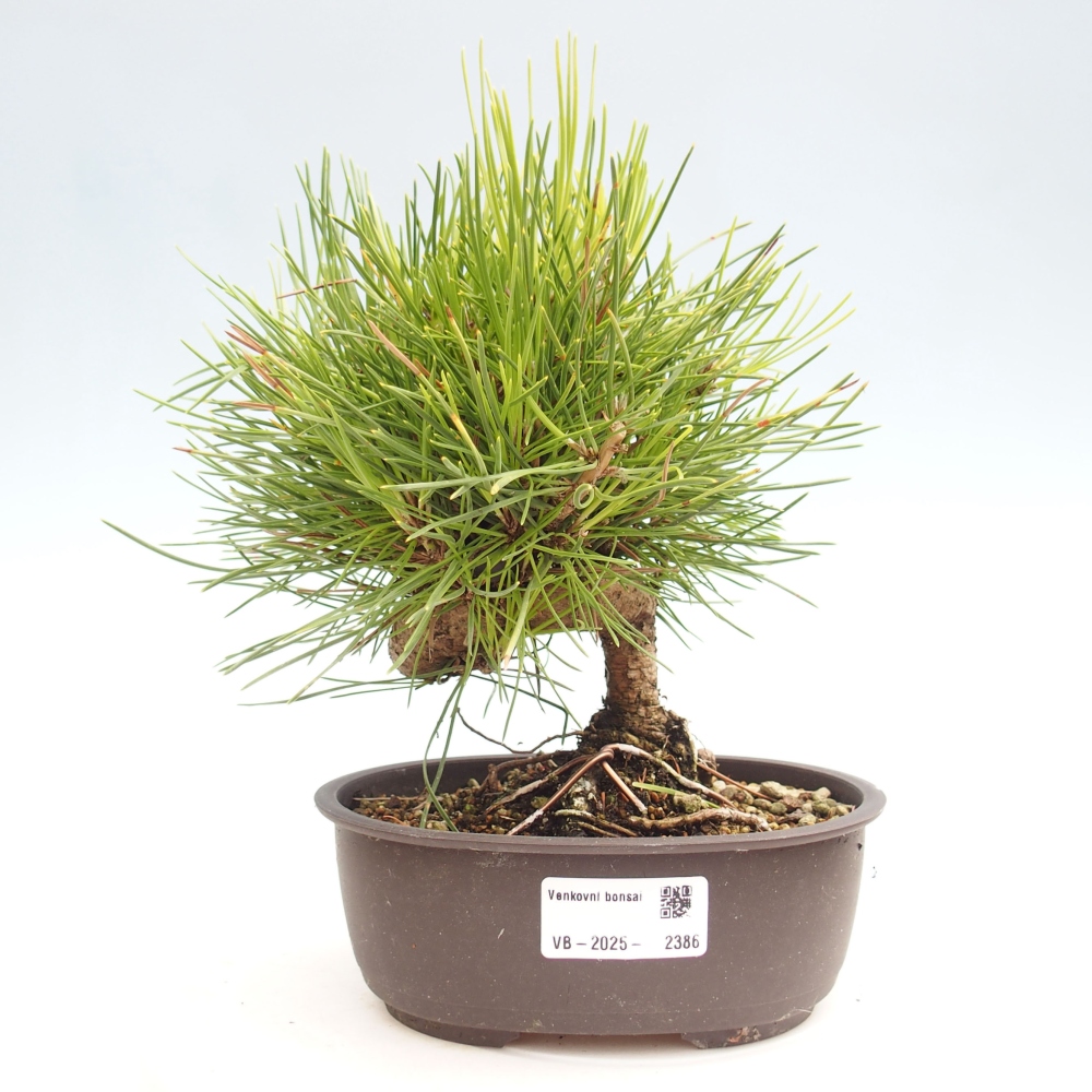 Bonsai im Freien - Pinus thunbergii - Thunbergia-Kiefer