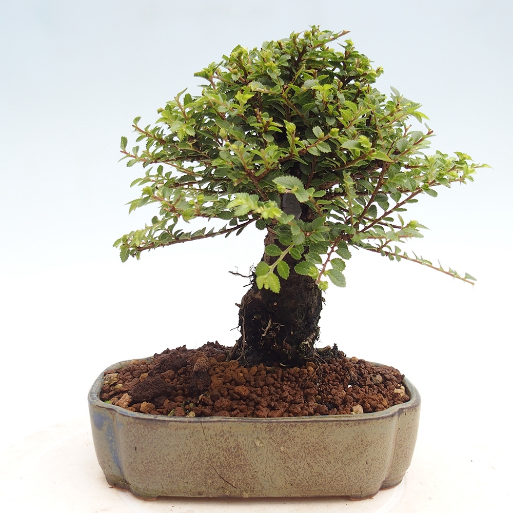 Bonsai im Freien - Ulmus parvifolia Hokkaido - Chinesische Ulme