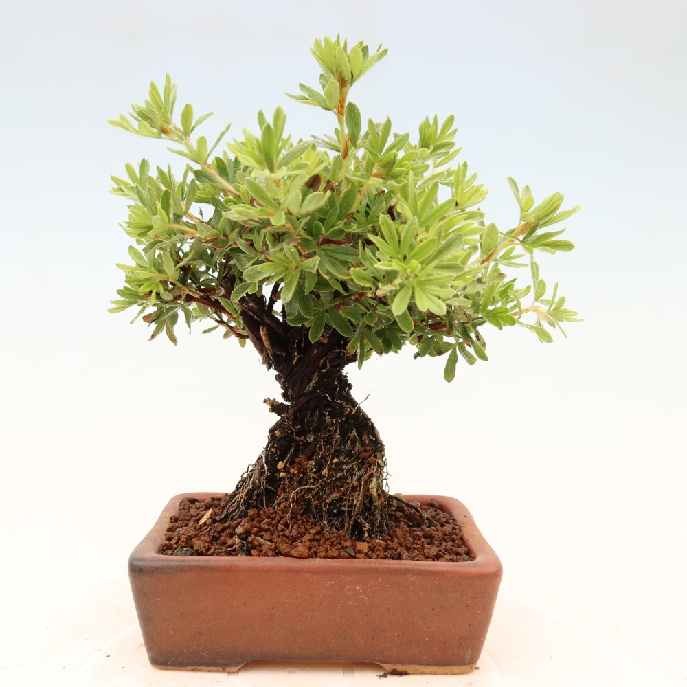 Bonsai für draußen - Potentila fruticosa