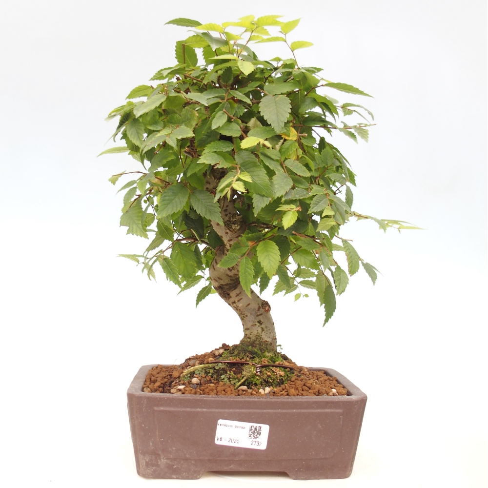 Bonsai im Freien - Zelkova - Zelkova serrata