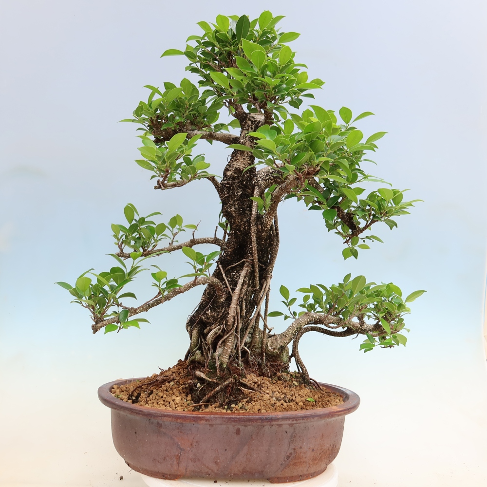 Zimmerbonsai - Ficus kimmen - Kleinblättriger Ficus