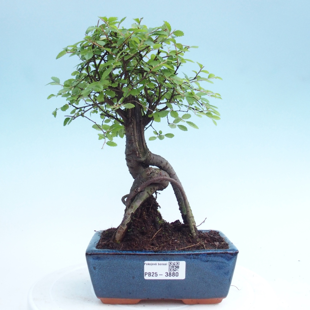 Zimmerbonsai - Ulmus parvifolia - Kleinblättrige Ulme