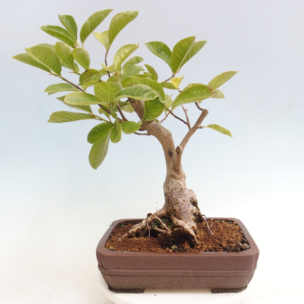 Outdoor-Bonsai - Magnolie Gold Star - Magnolie