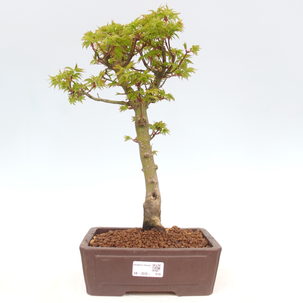 Bonsai für draußen -Javor-Palme Acer palmatum Shishigashira