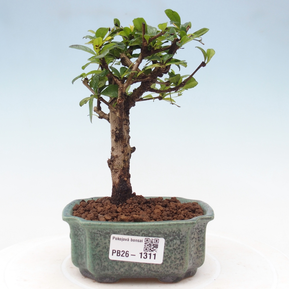 Zimmer-Bonsai - Carmona macrophylla - Tee-Fuki